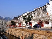 城关老君山樱花谷繁花似锦