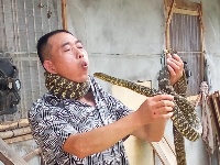 汤国波：谷城养蛇第一人