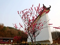 老君山樱花沟笑迎八方来客