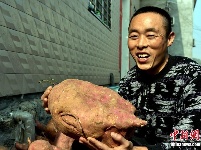 南漳农民种出“红薯王” 最大18斤