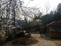 春到樱桃沟