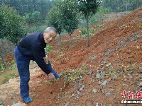 宜都一村民种出37斤红薯 堪称“巨无霸”