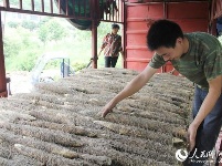 冷集借助互联网+  有机山药销全国