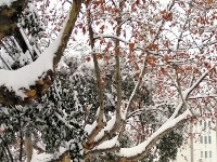 2018新年初雪，美丽不可言说