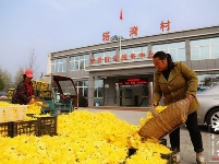 金丝皇菊花正艳  农民采花喜笑颜