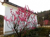 老君山樱花沟笑迎八方来客