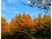 赵湾秋色