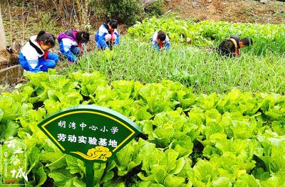 胡湾中心小学：蔬菜丰收季 劳动最快乐