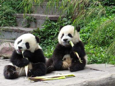 国内首次！ 两只幼崽大熊猫“志志”“愿愿”担任志愿者形象大使