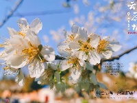 【图集】愿你 往后余生 皆是花期！