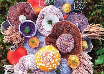 有毒无毒？全球野生食用蘑菇科学清单发布