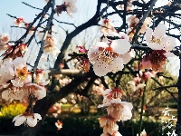 【图集】愿你 往后余生 皆是花期！