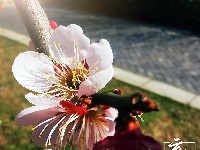 【图集】愿你 往后余生 皆是花期！