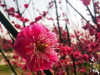 【图集】愿你 往后余生 皆是花期！