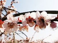 【图集】愿你 往后余生 皆是花期！