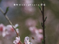 【图集】樱花谷 不止一面的美