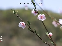 【图集】樱花谷 不止一面的美