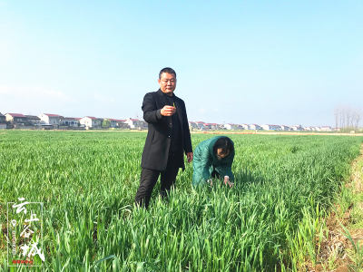 石花：农技人员下田间 指导小麦管理保丰收