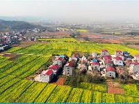 【图集】谷城经济开发区洞山寺村：五百余亩油菜花竞相绽放 