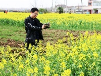 【图集】谷城经济开发区洞山寺村：五百余亩油菜花竞相绽放 