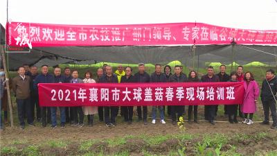 襄阳市50余名代表来谷城观摩大球盖菇生产