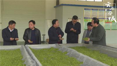 县领导检查指导茶产业发展