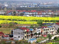 【图集】谷城经济开发区洞山寺村：五百余亩油菜花竞相绽放 