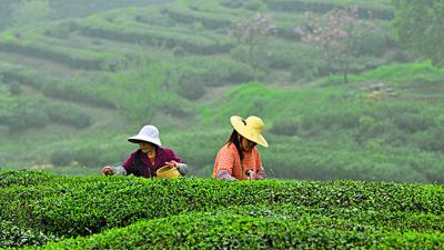 赵湾：千余亩高山茶促增收