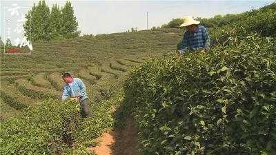 盛康：提升绿色生产能力 促进茶园提质增效