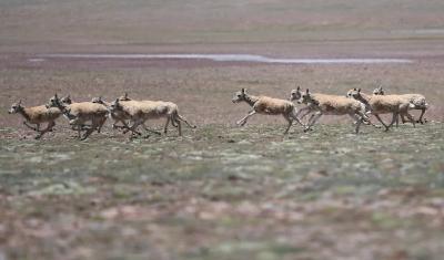 可可西里藏羚羊“涨”至7万多只 