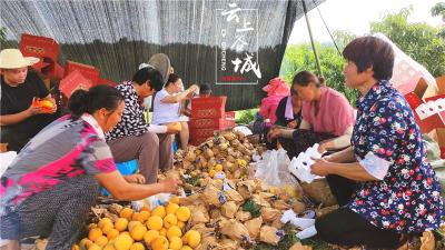 庙滩邓家湾村：黄桃产业成致富“摇钱树”