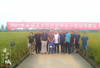 谷城：“看禾选种”观摩会为水稻高产助力