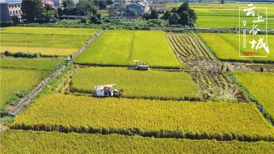 谷城：机械收割成主角 25万亩水稻迎丰收 