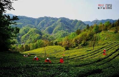 谷城：培养乡土人才 促进茶业振兴