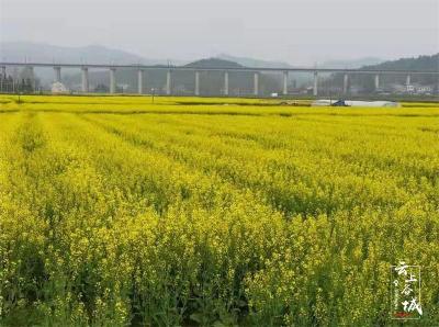 五山镇东湾村：油菜田里的致富经