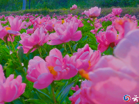 赏花图鉴来了，快来邂逅这场似锦“繁花”