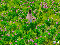 赏花图鉴来了，快来邂逅这场似锦“繁花”