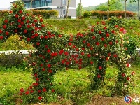 赏花图鉴来了，快来邂逅这场似锦“繁花”