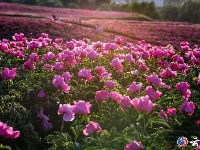 赏花图鉴来了，快来邂逅这场似锦“繁花”
