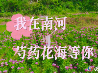 赏花图鉴来了，快来邂逅这场似锦“繁花”