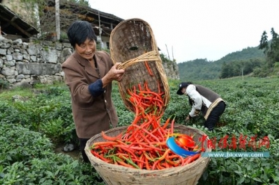 “扶贫辣椒”喜丰收