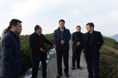 全县茶叶产业座谈会召开