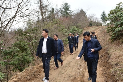 张世伟到歇马镇合作村调研生态旅游开发工作