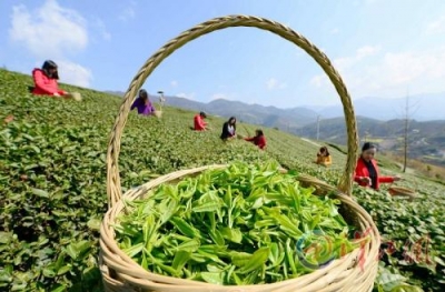 保康举行现代茶产业发展与乡村振兴战略研讨会