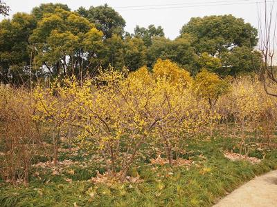 刘世才到蜡梅公园建设区域进行实地调研