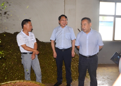 周国明到城关镇调研茶叶产业发展工作