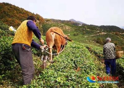 保康茶叶产业秋冬开发亮点纷呈 