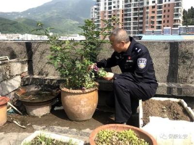 保康警方铲除毒品原植物罂粟57株 民警提醒：种植一株都违法！