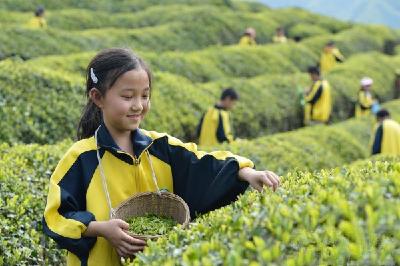 采春茶 学农事