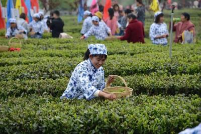 店垭镇： 做大做强茶产业 打造富民新引擎